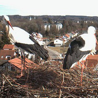 Bad Waldsee Storchennest