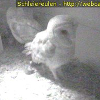Schleiereulen Webcam