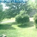 Husky Welpen Webcam