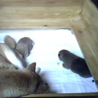 Shiba-Inu Welpen