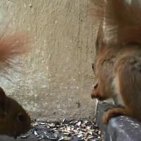 Tierpark Laufamholz