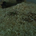 Rennmaus-Webcam