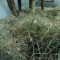 Degu-Webcam
