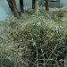 Degu-Webcam