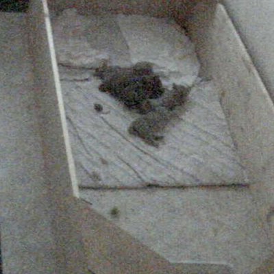 Kartäuserkatzen