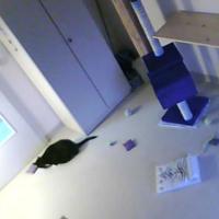 Samtpfote - Katzenzimmer 1