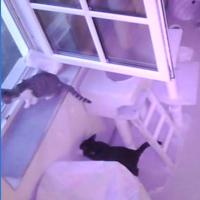 Samtpfote - Katzenzimmer 4