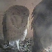 Owl Cam