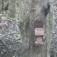 People's Postcode Lottery Squirrelcam