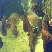 2000 Liter Aquarium - Ohenning
