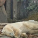 Polar Bear Cam - San Diego Zoo