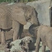 ElefantenCam - San Diego Zoo