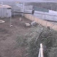 Condor Cam - San Diego Zoo