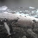 Pinguincam in der Antarktis