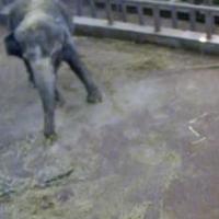 Elefantencam im Zoo Jekaterinburg