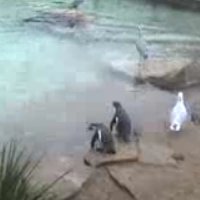 Pinguine im Zoo Dublin