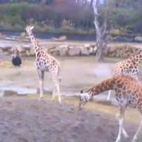 Afrika Savanna im Zoo Dublin