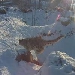 Schneeleoparden im Tallinn Zoo