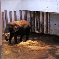 Elefantencam im Tallinn Zoo