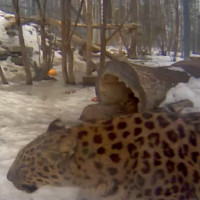 Amurleoparden im Tallinn Zoo