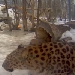 Amurleoparden im Tallinn Zoo