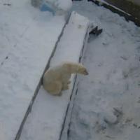 Eisbären im Zoo von Nowosibirsk