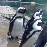 Pinguin Cam im Vancouver Aquarium