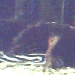 Zebrawels L46