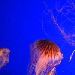 Jelly Cam im Vancouver Aquarium