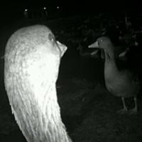 Enten und Schwne in Slimbridge