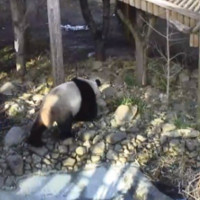 Pandas im Endinburgh Zoo