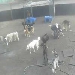 Dog Resort Cam