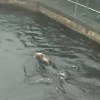 Otter im Vancouver Aquarium