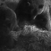 Brencam im Wildpark MV