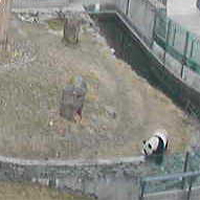 Noah's Panda Cam