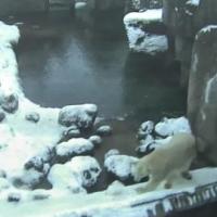 Eisbären im Aalborg Zoo