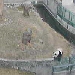 Noah's Panda Cam