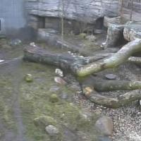 Tiger im Zoo Aalborg