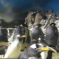 Pinguine im SeaWorld San Diego