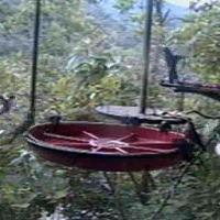 Buenaventura Cloud Forest Webcam