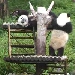 Panda Jungtiere