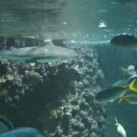 Haibecken im Aquarium Bergen