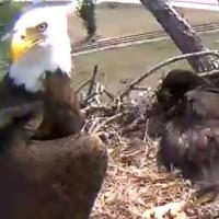 Eagle Cam