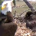 Eagle Cam