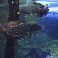 Krabben, Haie und Seekühe im Dallas World Aquarium