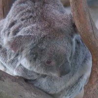 Koalafornia im San Diego Zoo