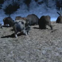 Wildschweincam