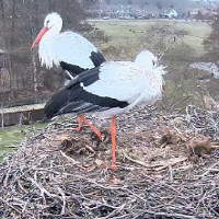 Storchencam von Beleef de Lente