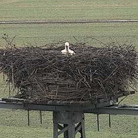 HSE AG Storchencam