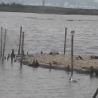 Birds of Poole Harbour